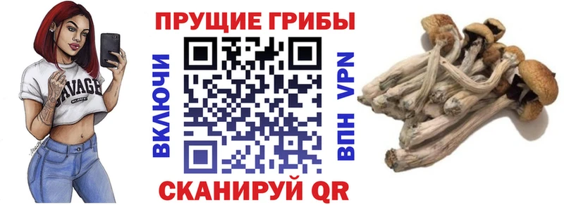 Купить закладки  Барабинск  Галлюциногенные грибы GOLDEN TEACHER 